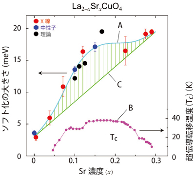 図2.Sr濃度と格子振動のソフト化、超伝導移転温度の関係