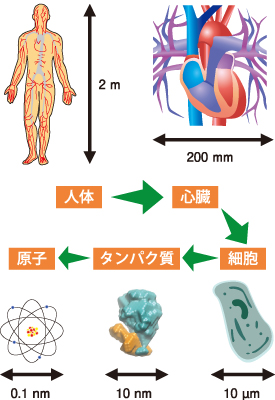 図1.生物とスケール