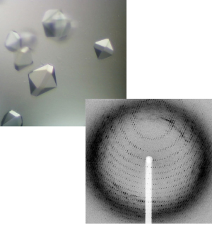 図2.タンパク質結晶（上）・回折像（下）