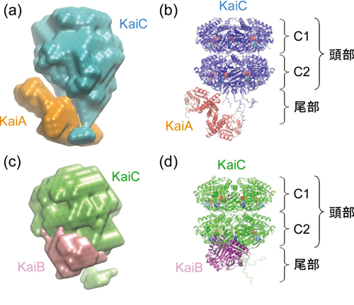 図2. Kaiタンパク質複合体のモデル構造 