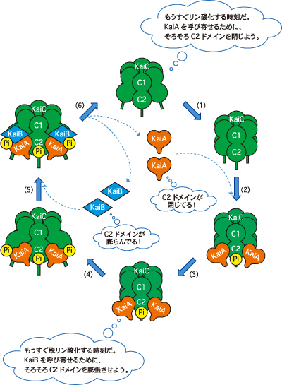 図3. Kaiタンパク質の離合集散モデル