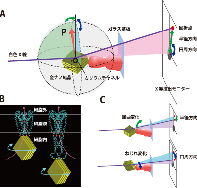 図1.測定の概略