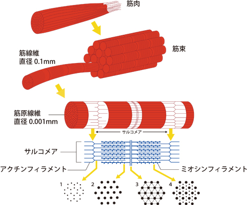 図1.筋肉の構造図