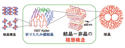 図1.高分子結晶の折りたたみ構造と球晶