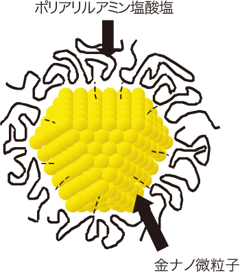 図1.高分子（ポリアリルアミン塩酸塩）被覆金ナノ微粒子の模式図