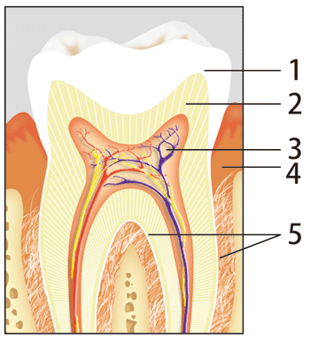 図1. 歯の構造(出典：Wikipedia)。