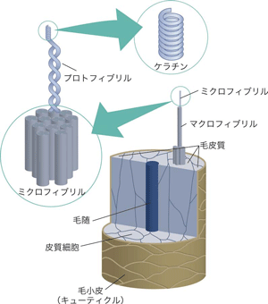 図2. 毛髪の構造モデル