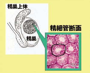 図1. 精巣の構造