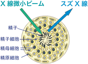 図２. 細胞選択的測定