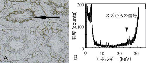 図3. ラット精子中スズの検出