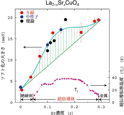 図3. ソフト化の大きさのSr濃度依存性と、超伝導転移温度（Tc ）との関係