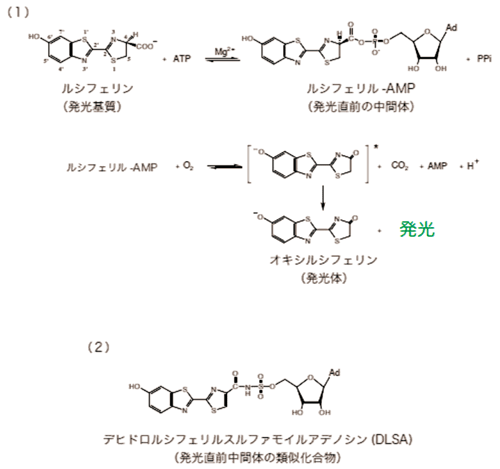図1. （１）ルシフェラーゼによる発光反応メカニズム　（２）発光直前中間体の類似化合物DLSA