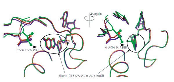 図2. 3つの反応段階のルシフェラーゼの立体構造の重ね合わせ図