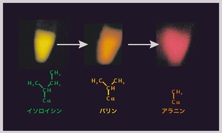図3. 288番目のイソロイシン残基の大きさの変化による発光色の変化