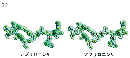 ★左図と右図を立体視（平行法）してご覧下さい