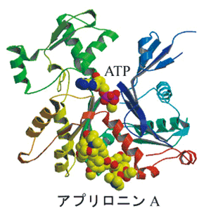 図2.（a）アクチン-アプリロニンA複合体構造の全体図