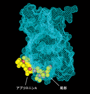 図2.（b）（a）図から90度回転させて横から見た図（回転軸は上下方向）