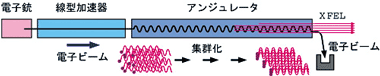 図2.　X線自由電子レーザー