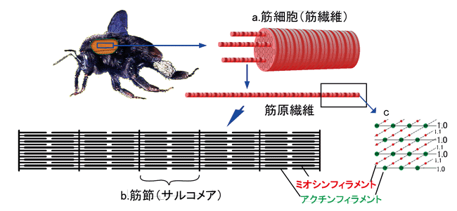 図1　昆虫骨格筋（横紋筋）の構造