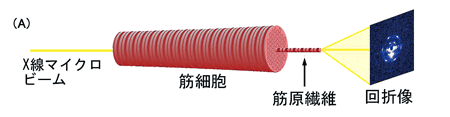 図3　昆虫飛翔筋細胞に対するエンドオン照射実験の模式図