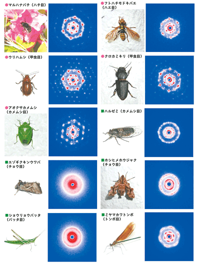 図４　各種昆虫の飛翔筋から記録された筋原繊維のX線回折像