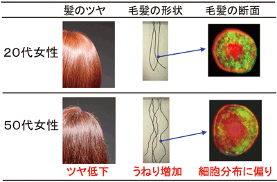 図1.　加齢にともなう髪の外観、毛髪の変化。