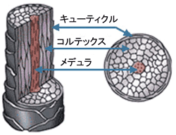 図4.　髪の毛の構造