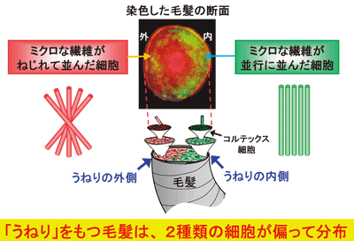 図5. 「うねり」のある毛髪内の細胞分布