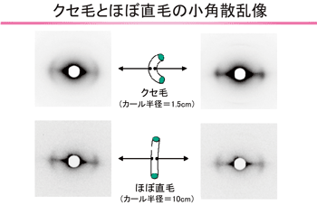 図6. 散乱像の違いにより、クセ毛の内側、外側の細胞構造が偏っていることを証明。