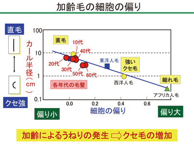 図7. 加齢とともに、コルテックス細胞の偏りが起こり、クセ毛が増加する。