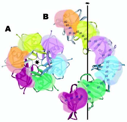 図4. DIX領域の形成する多量体の模式図
