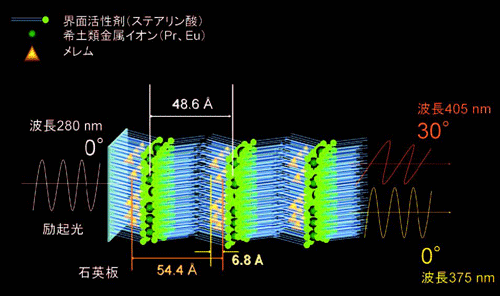 図2.　偏光発光体の拡大断面図