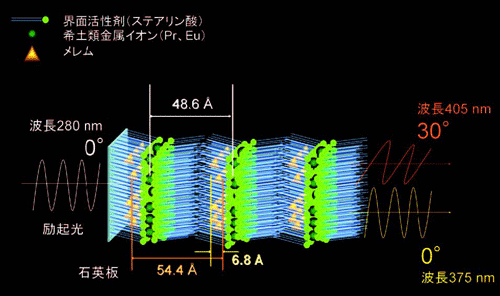 図2. 偏光発光体の拡大断面図
