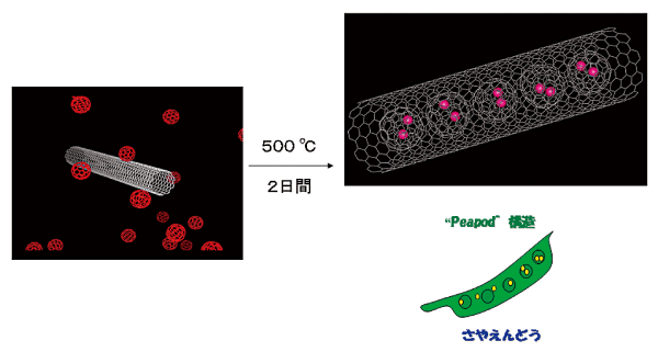 図3. フラーレンを取り込んだカーボンナノチューブ