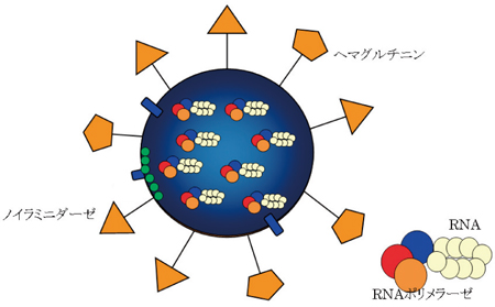 図1. インフルエンザウイルスの模式図表面にスパイク状のタンパク質がたくさんついているのがわかる。