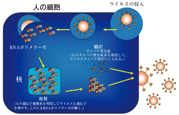 図3. インフルエンザウイルスの増殖機構インフルエンザウイルスは、細胞に侵入し、細胞のシステムを利用して遺伝子をふやしたり、タンパク質を合成したりする。