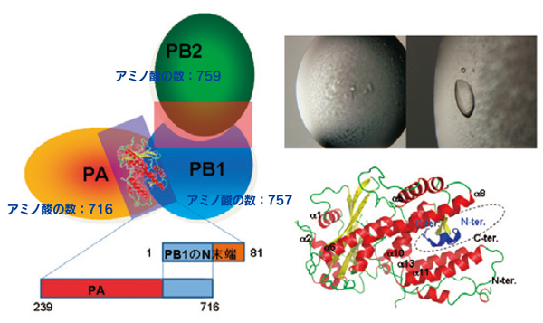 図4. インフルエンザRNAポリメラーゼのサブユニットの構造RNAポリメラーゼのPA、PB1、PB2のサブユニットの模式図（左）。