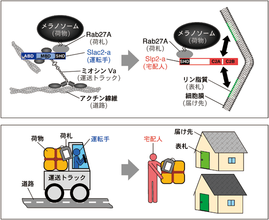 図1. トラック輸送モデル