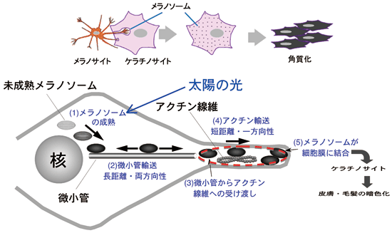 図2. メラノサイトにおけるメラノソームの輸送メカニズム