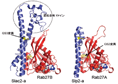図4. Rab27B-Slac2-a複合体（左）とRab27A-Slp2-a複合体（右）の結合部の立体構造