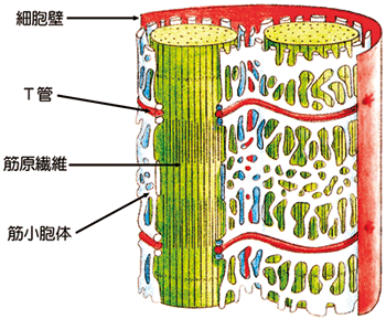 図1．筋肉の仕組み