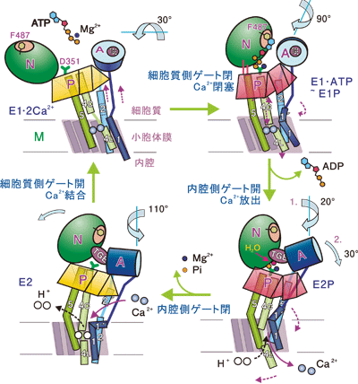 図3．カルシウムポンプの4つの基本状態の模式図