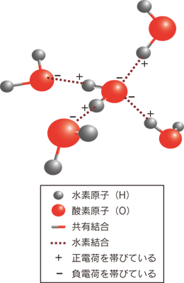 図3．水の４つの水素結合の模式図