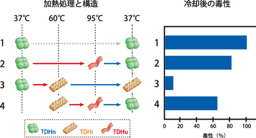 図1.腸炎ビブリオの毒素TDHのアレニウス効果
