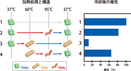 図1．腸炎ビブリオの毒素TDHのアレニウス効果