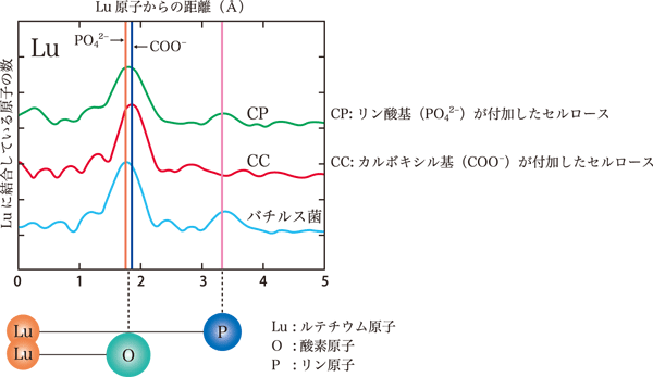 図3.バクテリア(バチルス菌)によるルテチウム(Lu)吸着のX線吸収法(EXAFS法)による解析