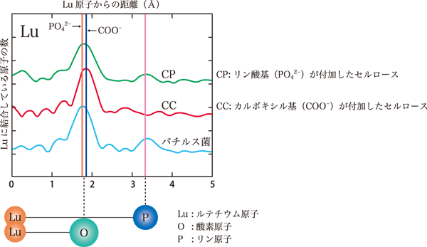 図3．バクテリア（バチルス菌）によるルテチウム（Lu）吸着のX線吸収法（EXAFS法）による解析