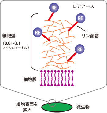 図4．バクテリア細胞表面へのレアアース（RE）の濃縮の模式図