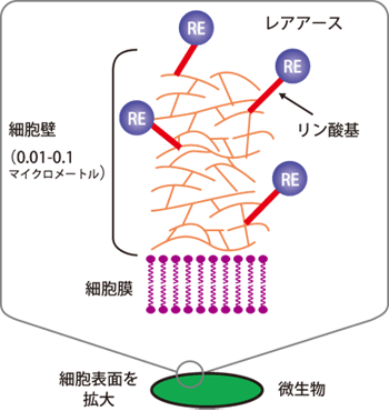 図4.バクテリア細胞表面へのレアアース(RE)の濃縮の模式図