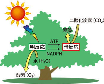 図1．光合成の概観図。